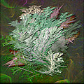 Fractal Ferns